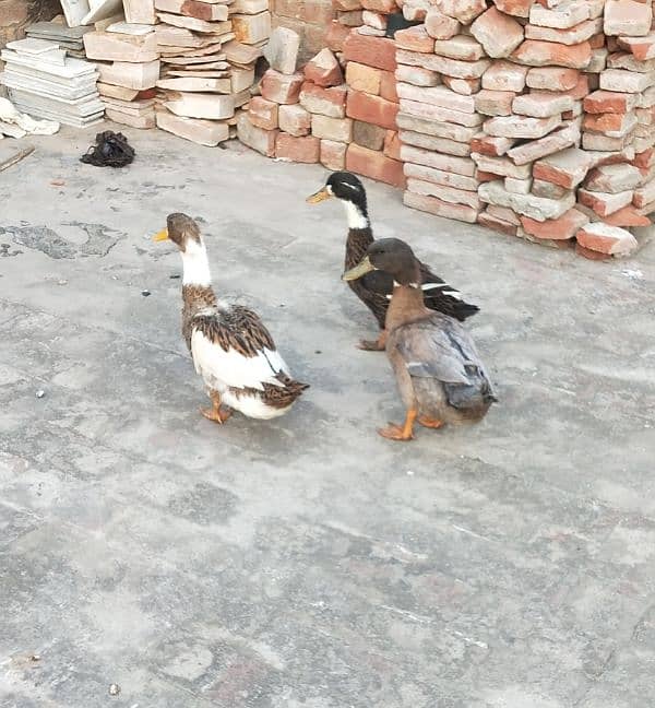 Egg Breading Desi Duck Pair 3