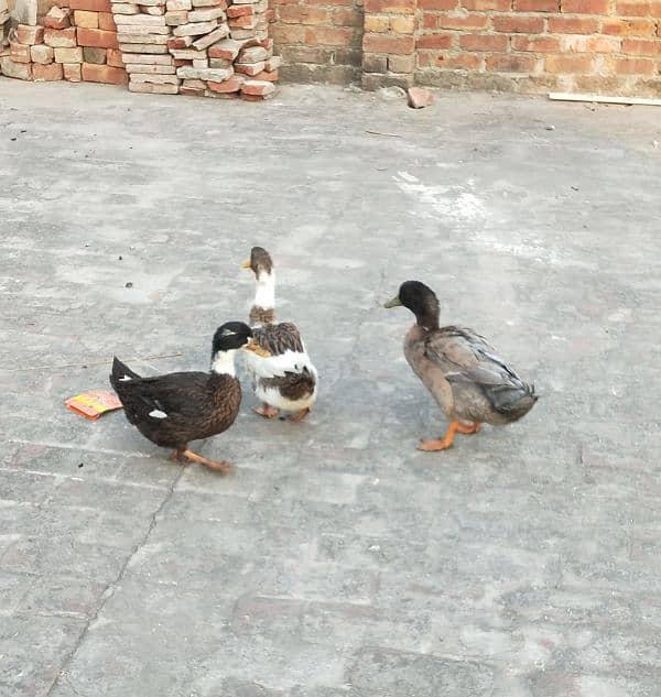 Egg Breading Desi Duck Pair 4