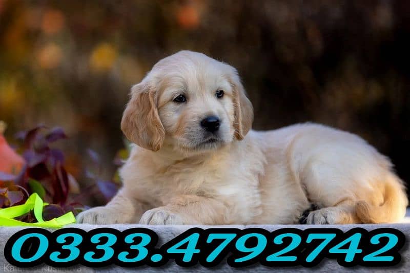 golden retriever puppies available. 0333.47,927'42 0