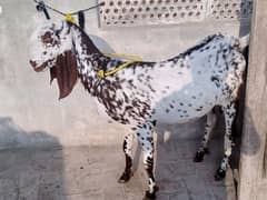 bakri