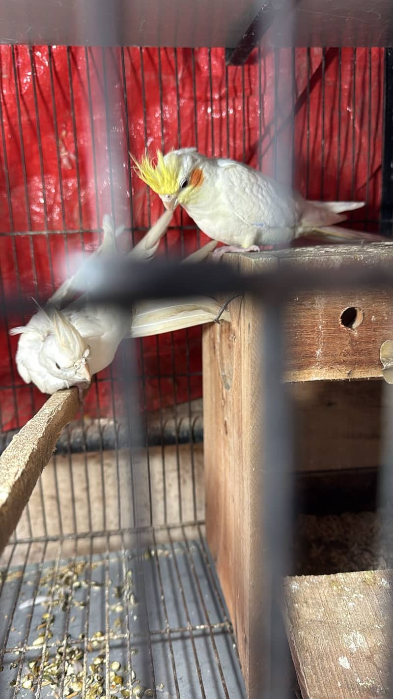 Bird for at reasonable price 2