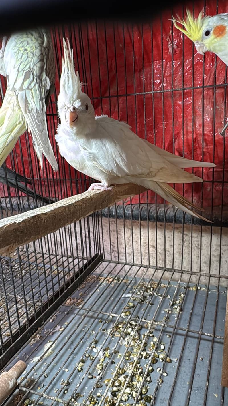 Bird for at reasonable price 3