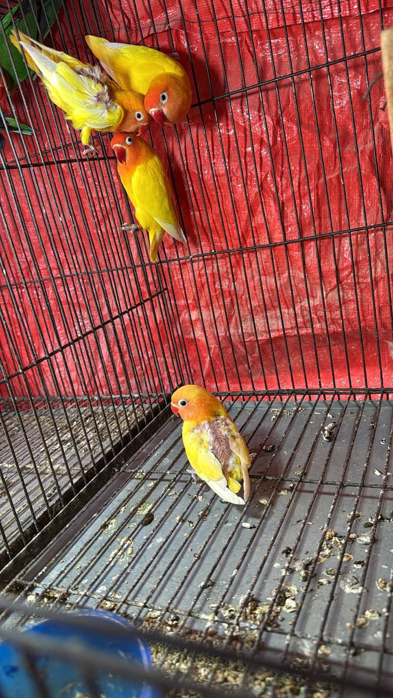 Bird for at reasonable price 4