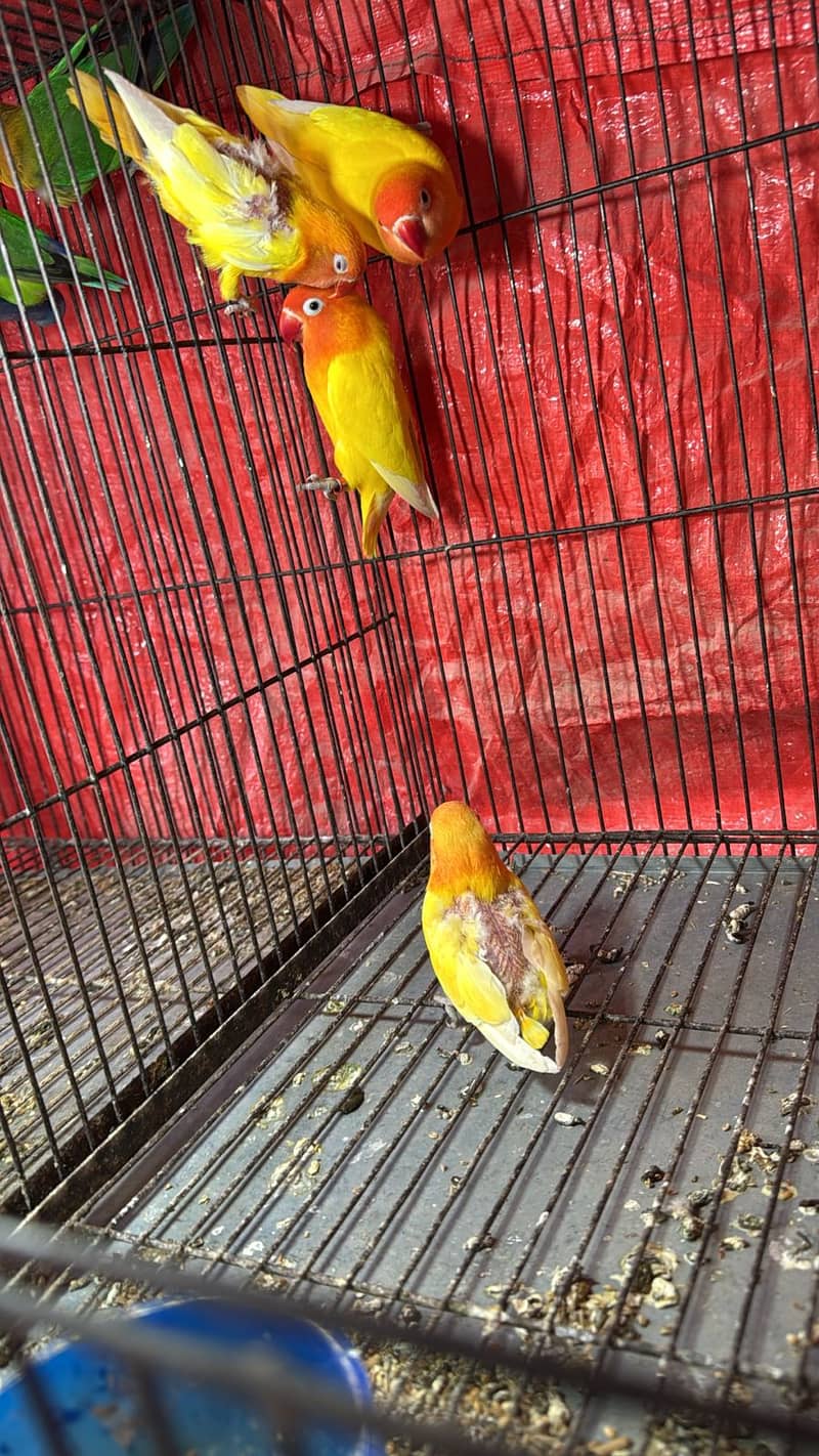 Bird for at reasonable price 5