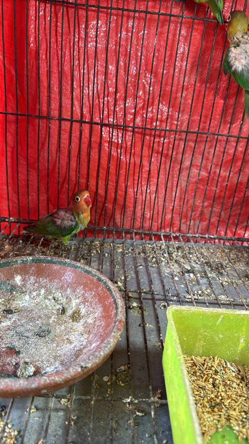 Bird for at reasonable price 8