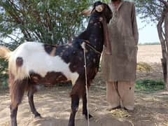 full fledge organic palai service for qurbani 2025