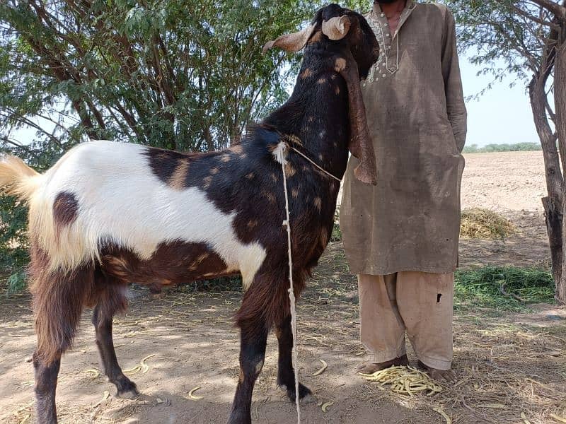 full fledge organic palai service for qurbani 2025 0