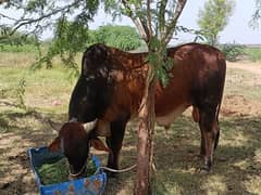 organic Palai for qurbani lovers 2025