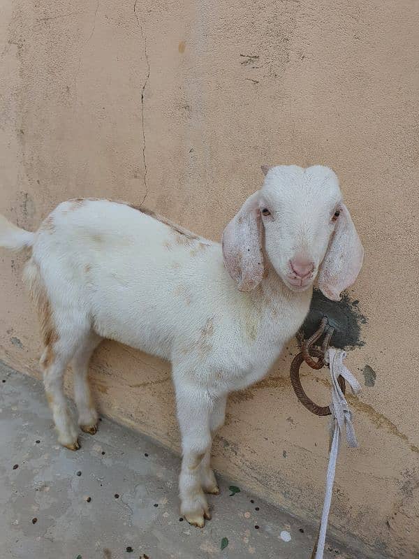 Bakra for sale 1