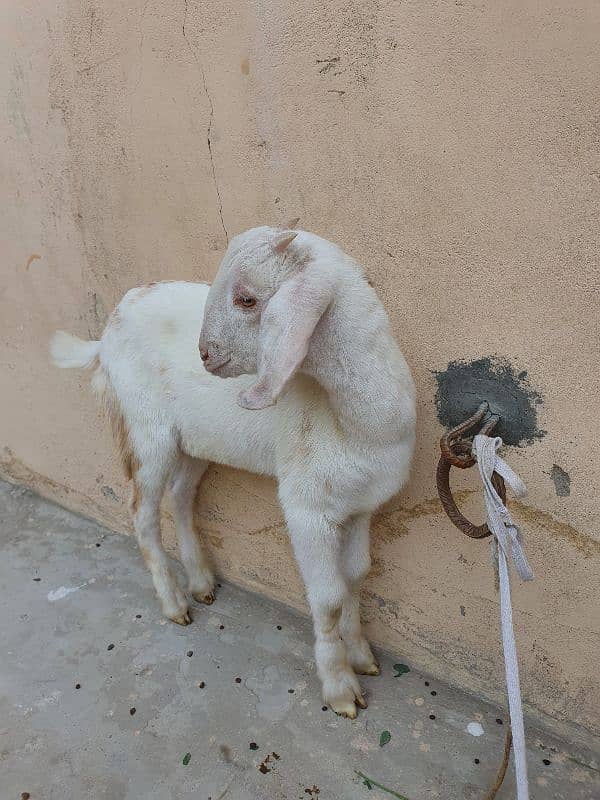 Bakra for sale 2