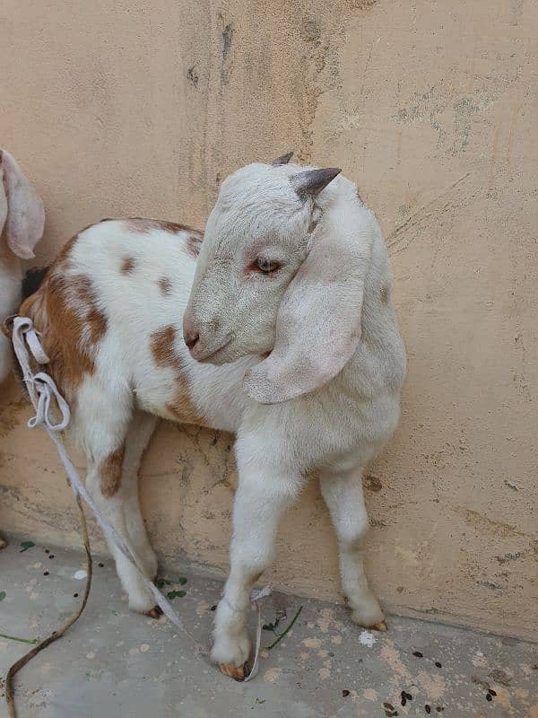 Bakra for sale 3