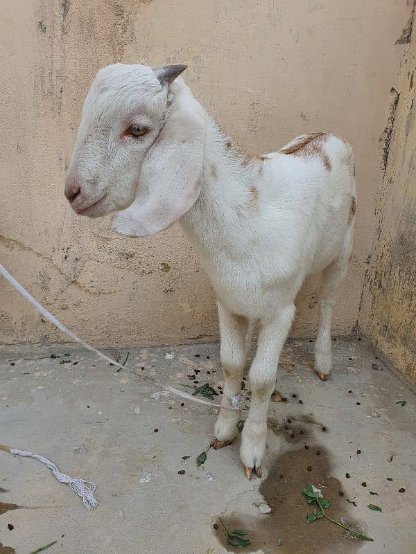 Bakra for sale 4