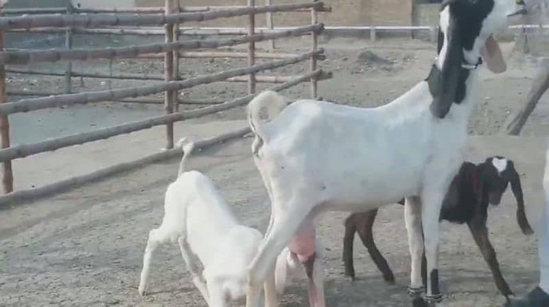 2 Bacchon Ka Sath Desi Bakri For Sale Call me+03278290878 0