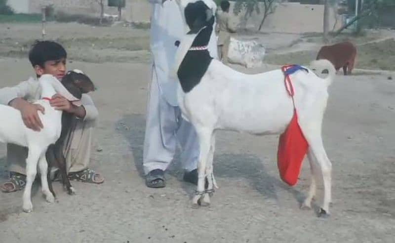 2 Bacchon Ka Sath Desi Bakri For Sale Call me+03278290878 3