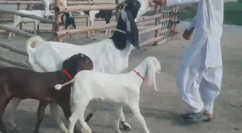 2 Bacchon Ka Sath Desi Bakri For Sale Call me+03278290878 4