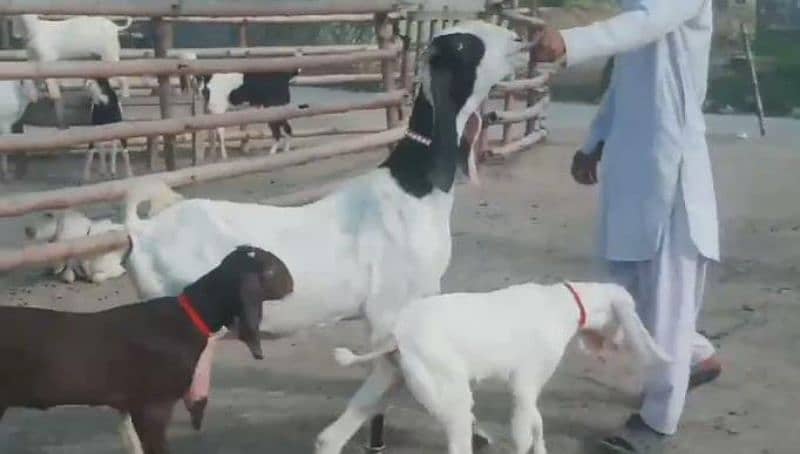 2 Bacchon Ka Sath Desi Bakri For Sale Call me+03278290878 5