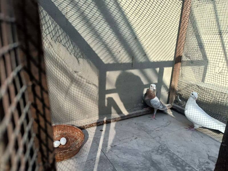 Fancy Pigeon Pair 6