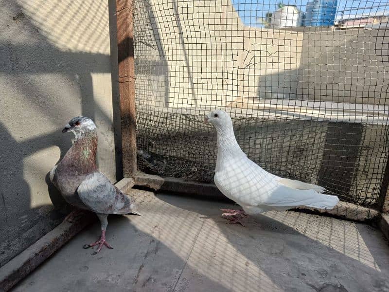 Fancy Pigeon Pair 7