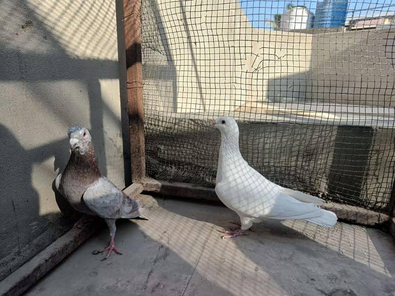 Fancy Pigeon Pair 8