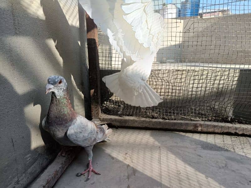 Fancy Pigeon Pair 4