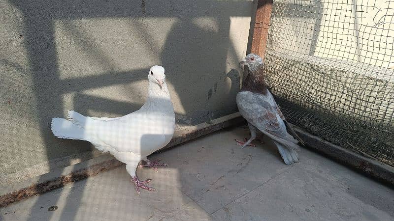 Fancy Pigeon Pair 3