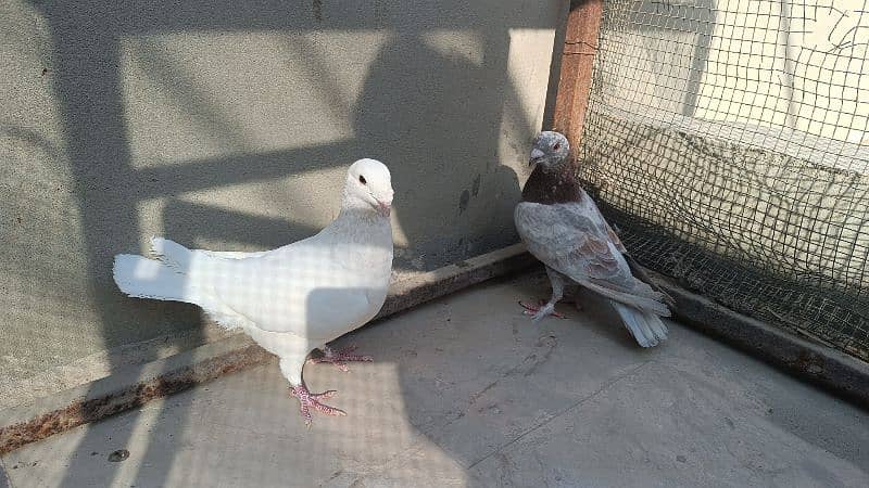 Fancy Pigeon Pair 9