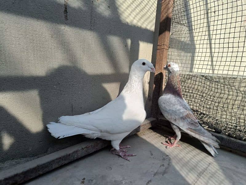 Fancy Pigeon Pair 1