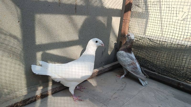 Fancy Pigeon Pair 10