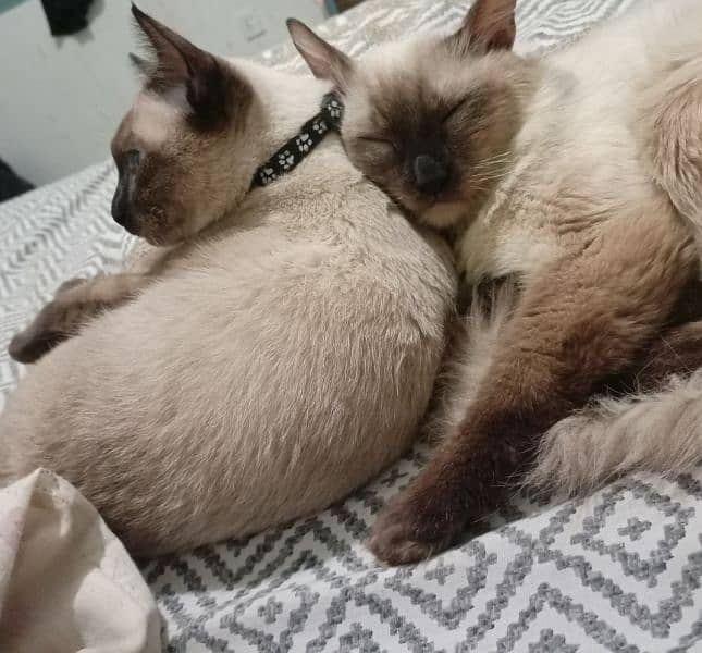 Siamese pair available 2