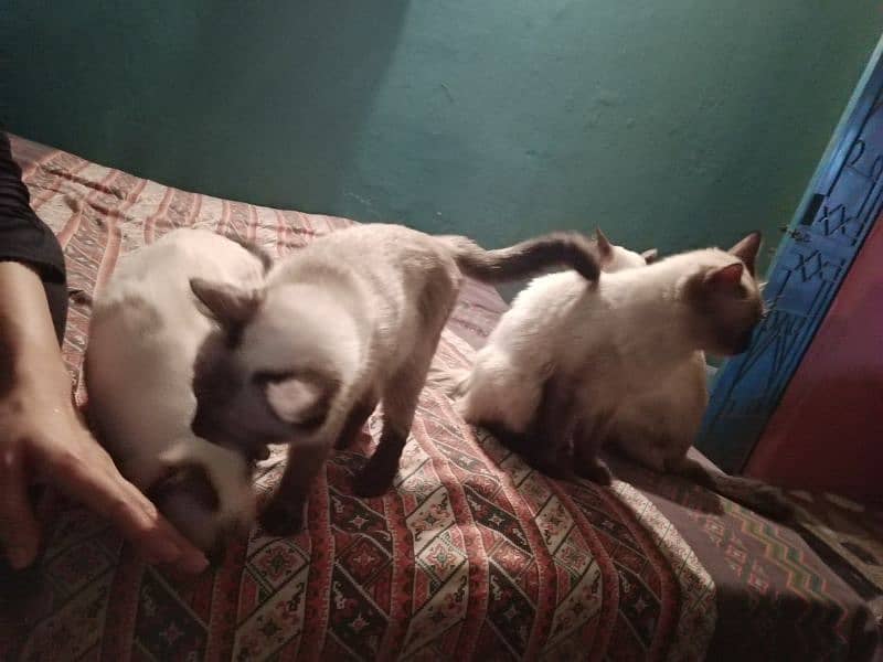 Siamese pair available 3