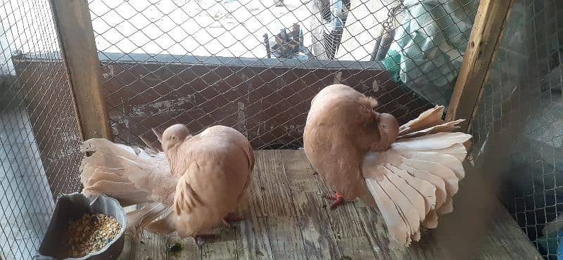 Yellow English Fantail Breeder pair with 2 fertile eggs 0