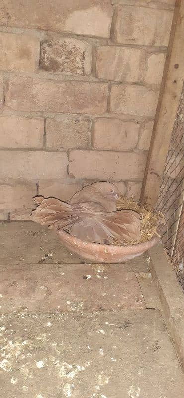 Yellow English Fantail Breeder pair with 2 fertile eggs 3