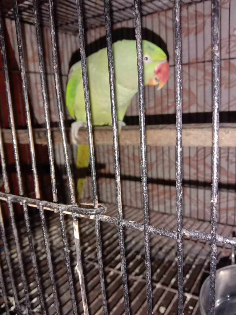 Raw Parrot 0