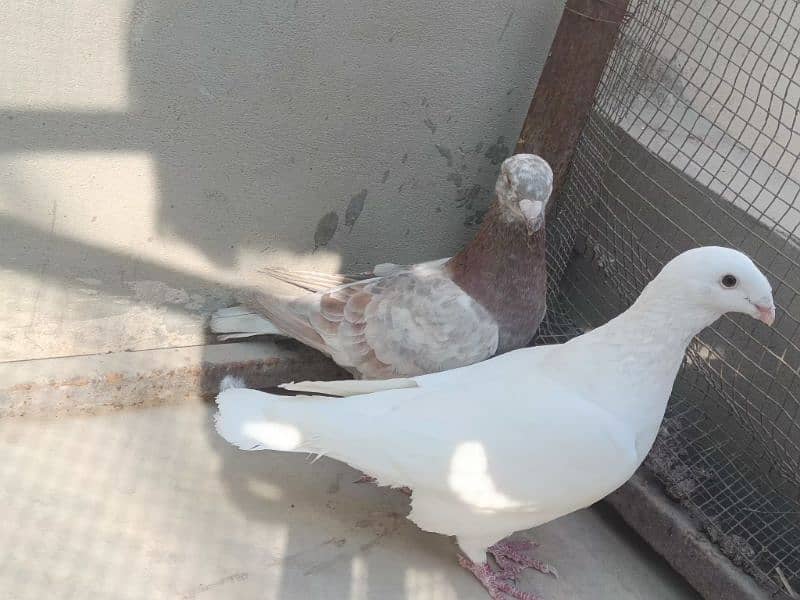 Fancy Pigeon Pair 0