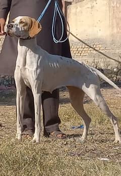 pure English pointer female full train fire in jall 16 month for sale