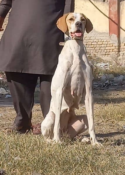 pure English pointer female full train fire in jall 16 month for sale 1