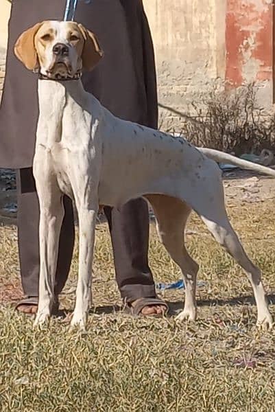 pure English pointer female full train fire in jall 16 month for sale 2