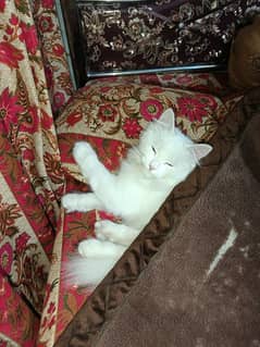 Persian Cat | Kitten | Cat foe sale | Triple coat kitten