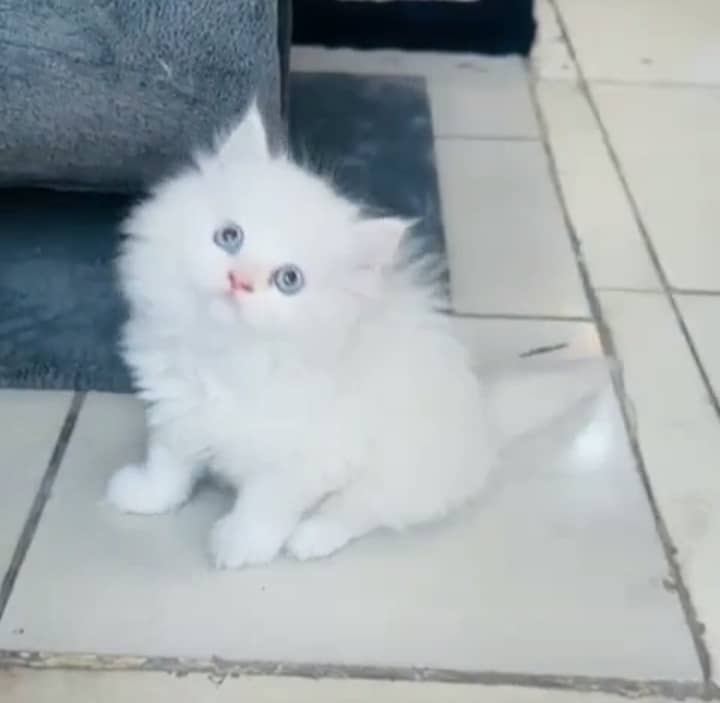 Persian triple coated kitten 0