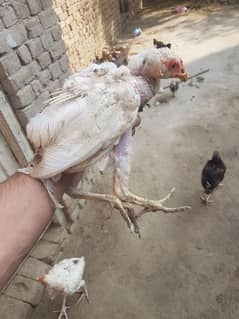 Aseel hen murgi chicks