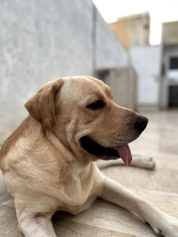 Labrador retriever pedigree available for STUD 1