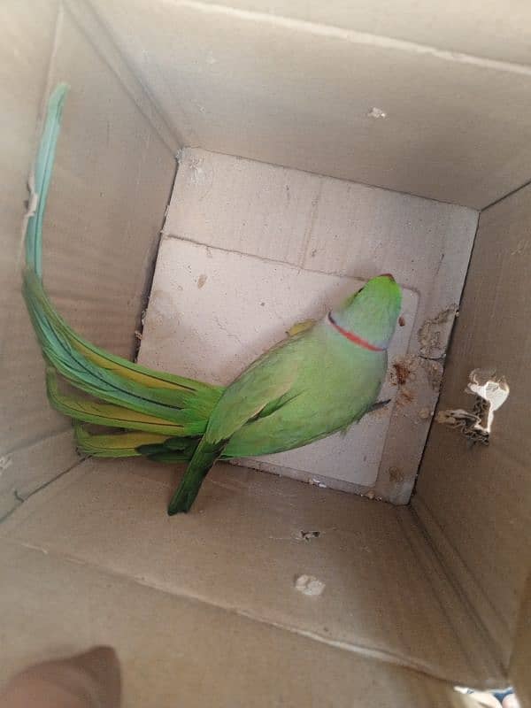 Raw parrot for sail 2