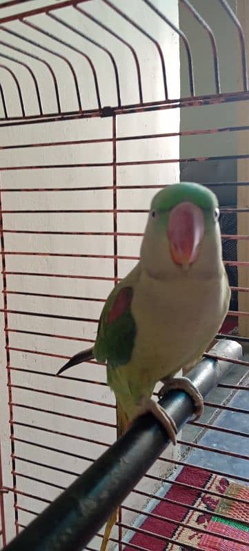 RAW PARROT FOR SALE 0