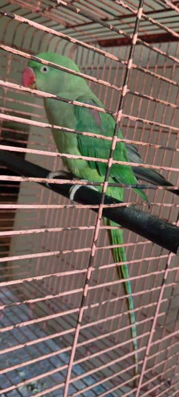 RAW PARROT FOR SALE 1