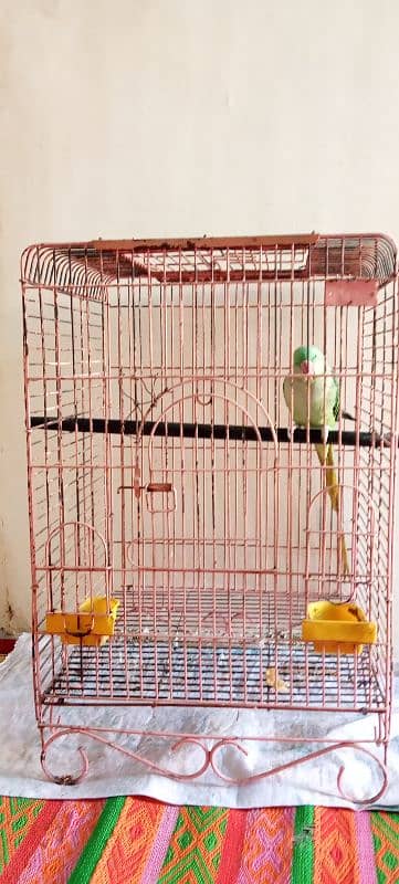 RAW PARROT FOR SALE 2