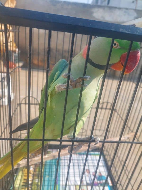 raw male parrot with cage 0