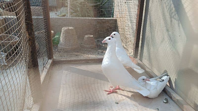 Fancy Pigeons For Sale 0