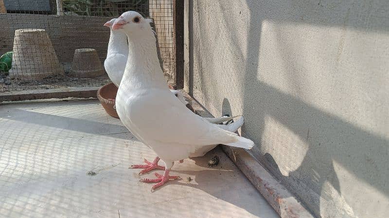 Fancy Pigeons For Sale 2