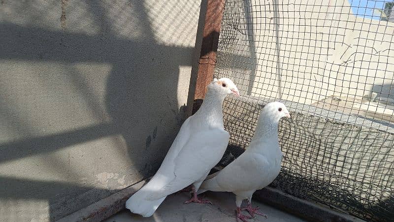 Fancy Pigeons For Sale 3