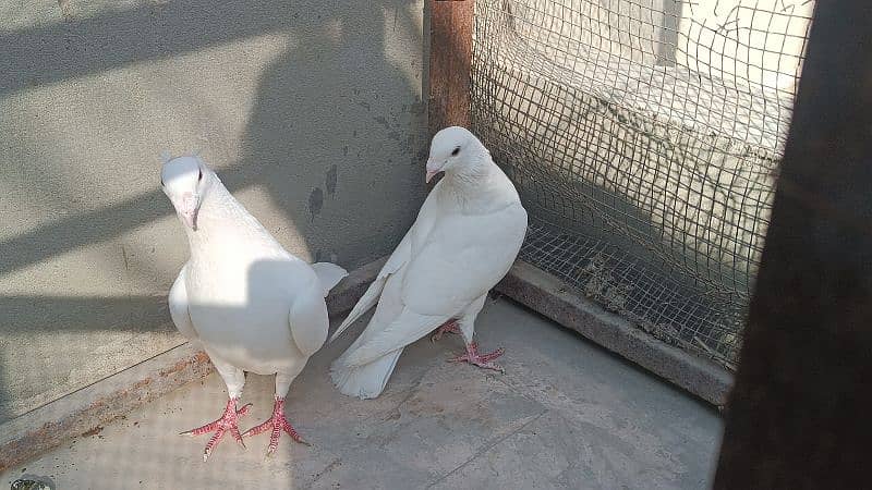 Fancy Pigeons For Sale 4